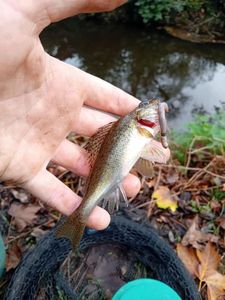 Ruffe