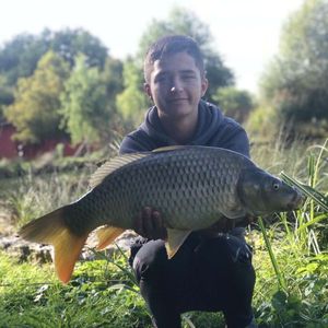 Common Carp