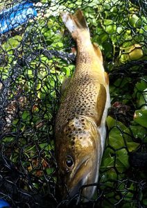 Brown Trout