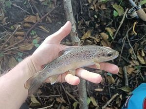 Brown Trout