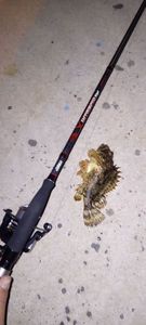 Brown Scorpionfish