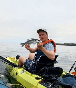 European Bass (Seabass)