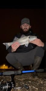 European Bass (Seabass)