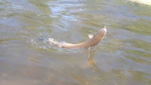 Rainbow Trout