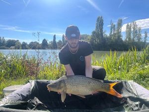Common Carp