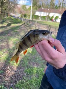 European Perch