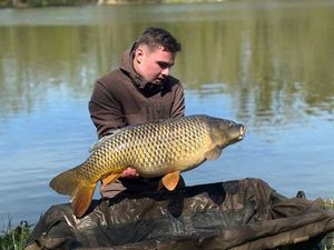 Common Carp