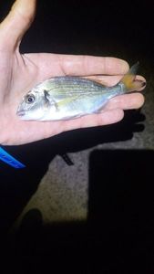 Gilthead Seabream