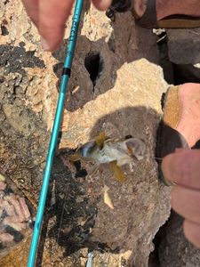 Thorogobius scriba