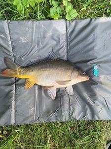 Leather Carp
