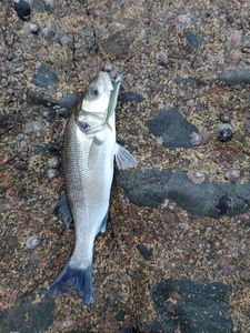 European Bass (Seabass)
