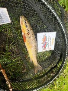 Brown Trout