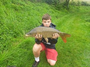 Common Carp