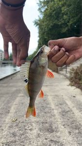 European Perch