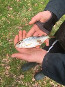 Roach