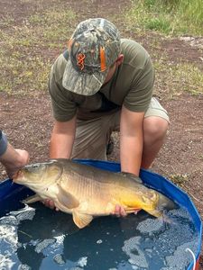 Common Carp