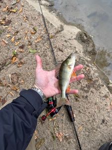 European Perch