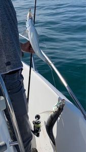 Greenback Horse Mackerel