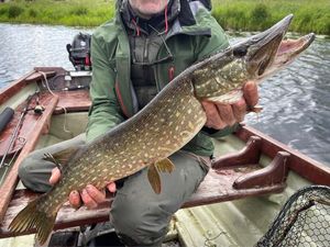 Northern Pike