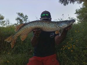 Northern Pike