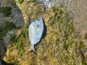 Common Two-banded Seabream