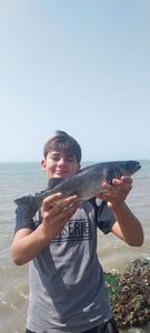 European Bass (Seabass)