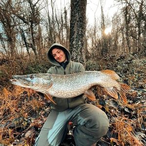 Northern Pike