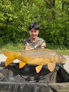 Mirror Carp