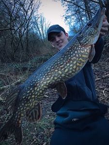 Northern Pike