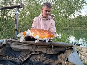 Koï Fish