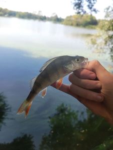 European Perch