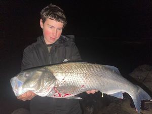 European Bass (Seabass)