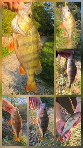 European Perch