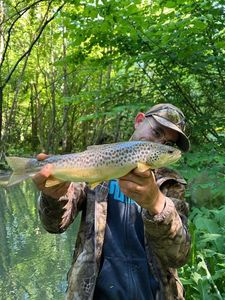 Brown Trout