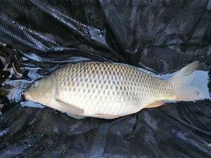 Common Carp