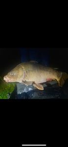 Leather Carp