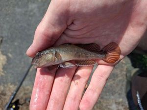 Round Goby