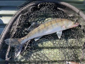 Zander