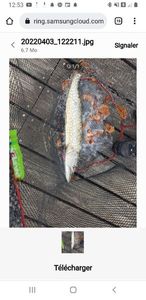 Brochet