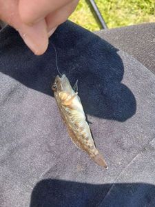 Round Goby