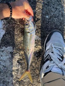 Atlantic Horse Mackerel