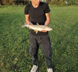 Grass Carp