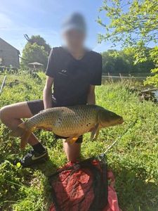 Common Carp