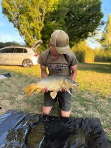 Mirror Carp