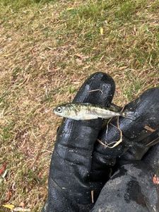 Three-spined stickleback