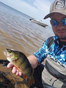 European Perch