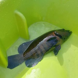 Peacock Grouper