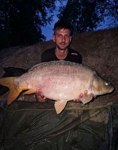 Mirror Carp