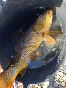 Common Carp