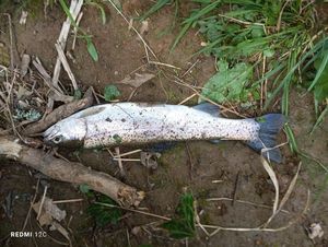 Rainbow Trout